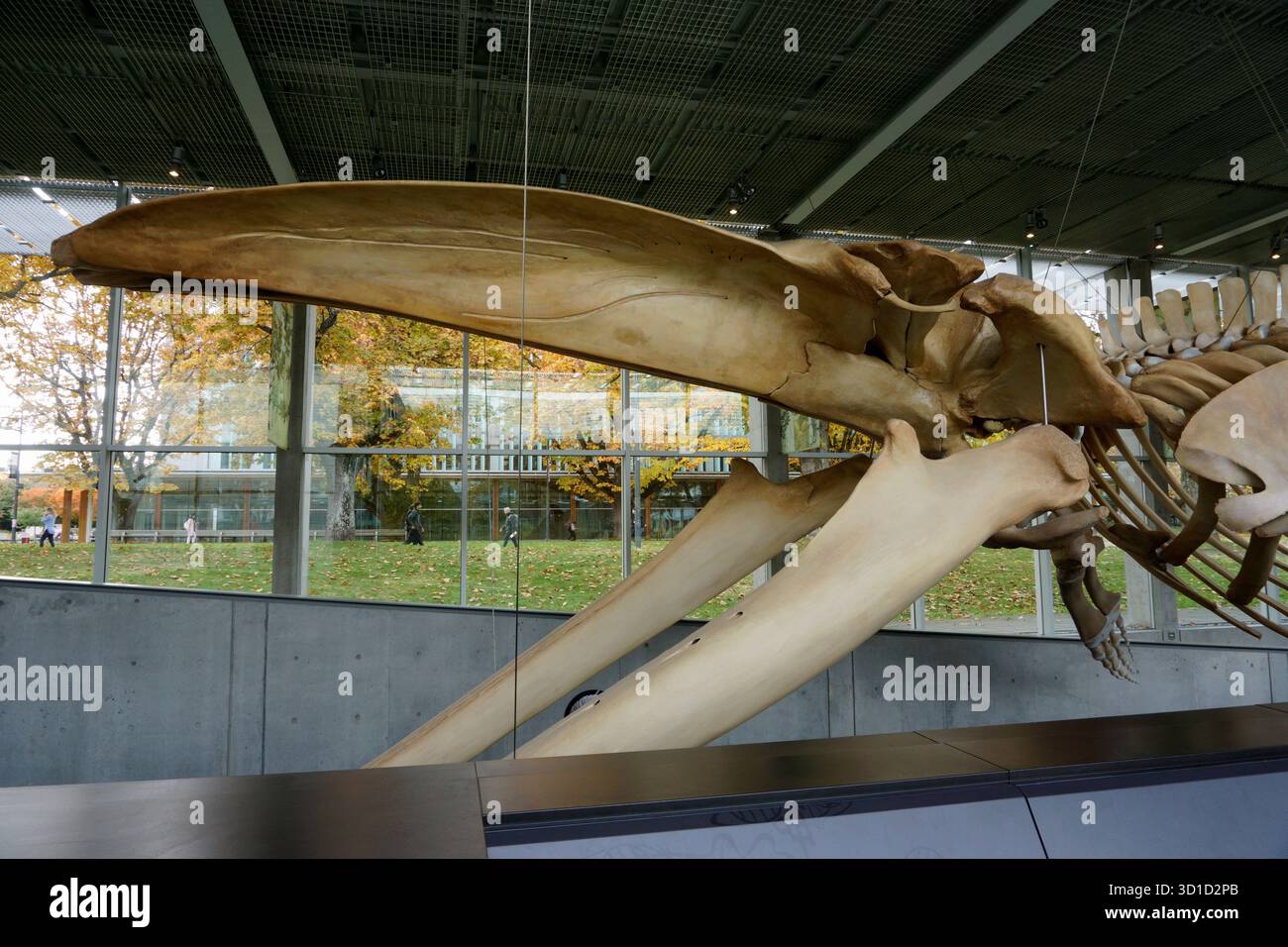 Kieferknochen des Skeletts Blauwal, Beaty Biodiversität Museum, University of British Columbia, Vancouver, Kanada Stockfoto
