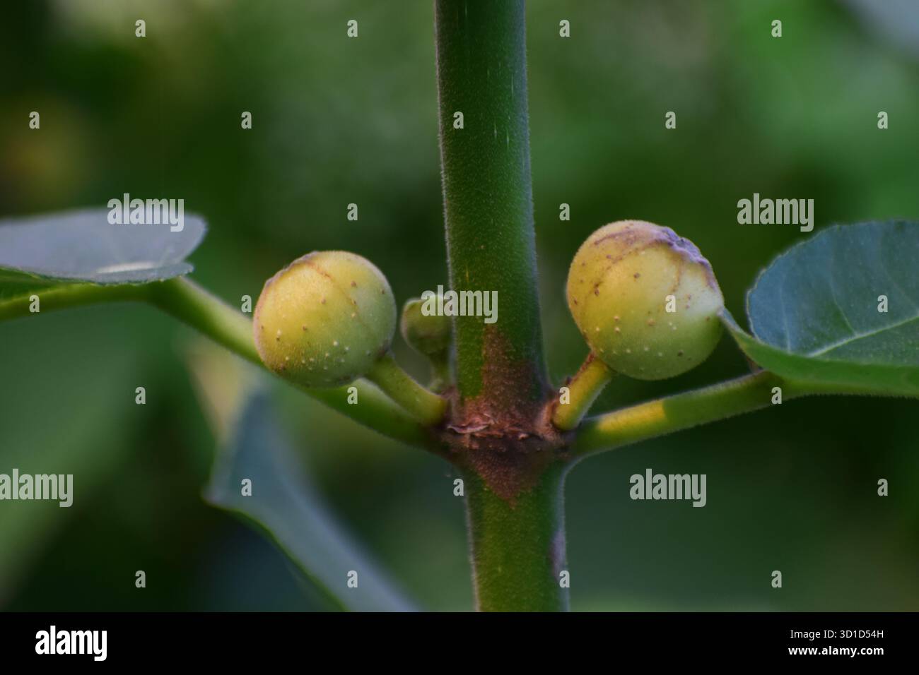 Ficus racemosa - Sternenfigur oder Ringfeige, ein heiliger und medizinischer Baum der Natur Stockfoto