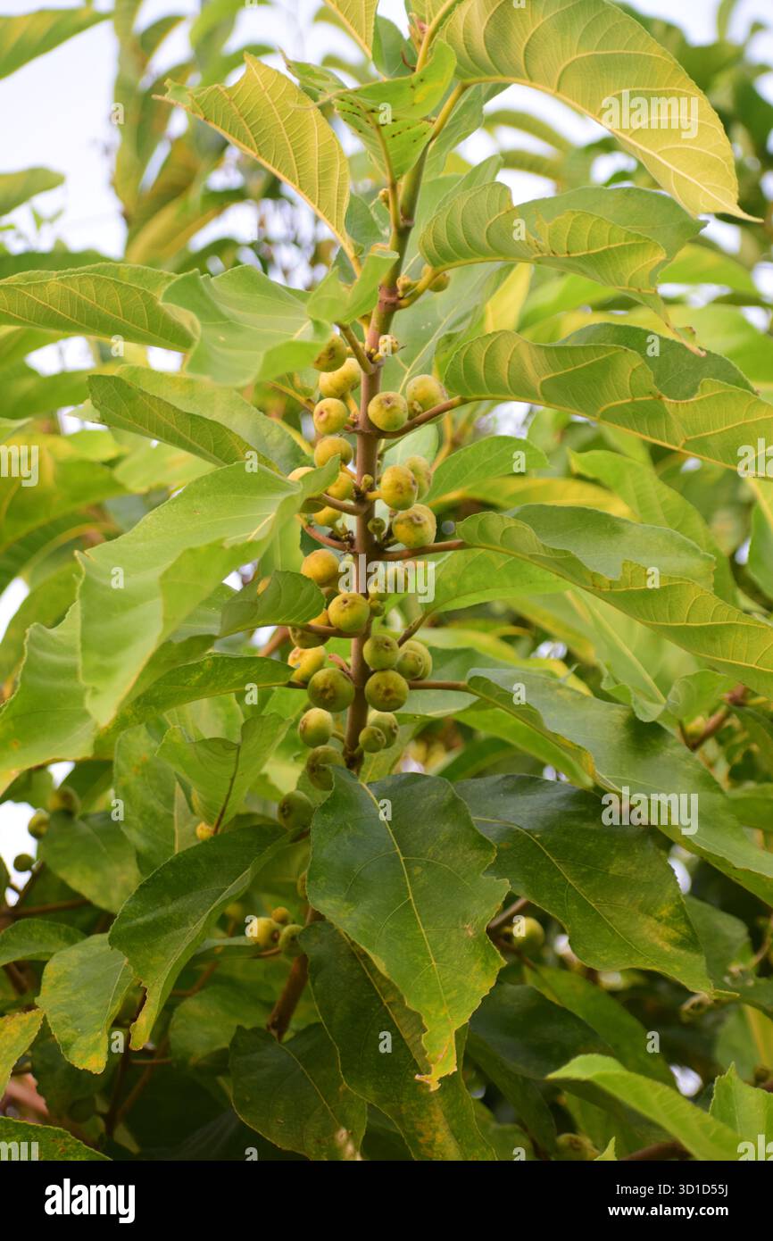Ficus racemosa - Sternenfigur oder Ringfeige, ein heiliger und medizinischer Baum der Natur Stockfoto