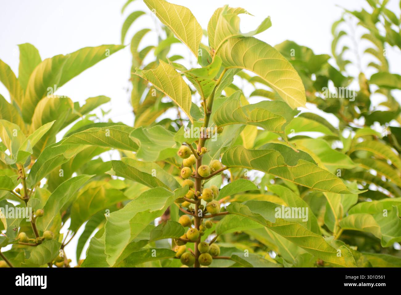 Ficus racemosa - Sternenfigur oder Ringfeige, ein heiliger und medizinischer Baum der Natur Stockfoto