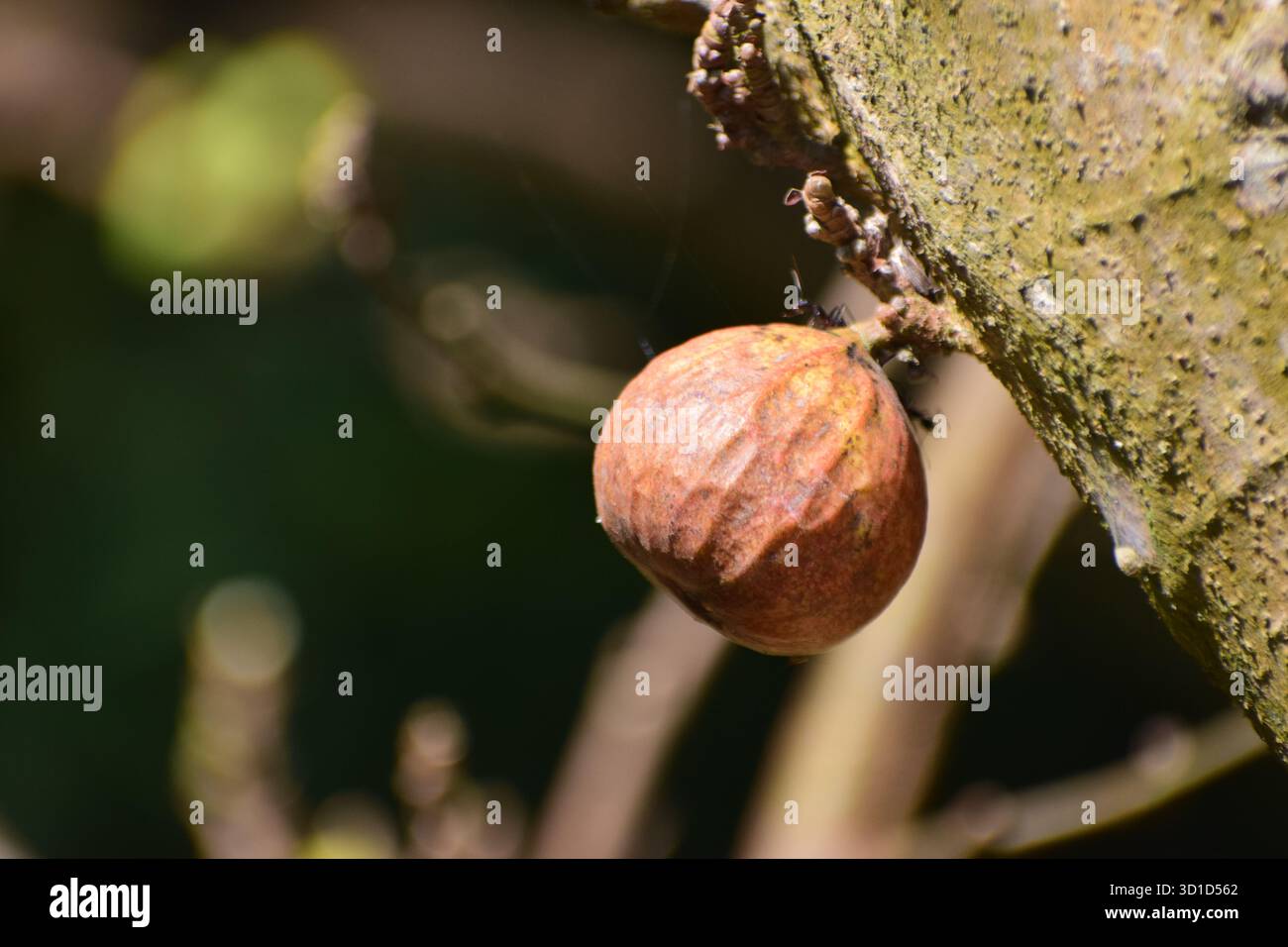 Ficus racemosa - Sternenfigur oder Ringfeige, ein heiliger und medizinischer Baum der Natur Stockfoto