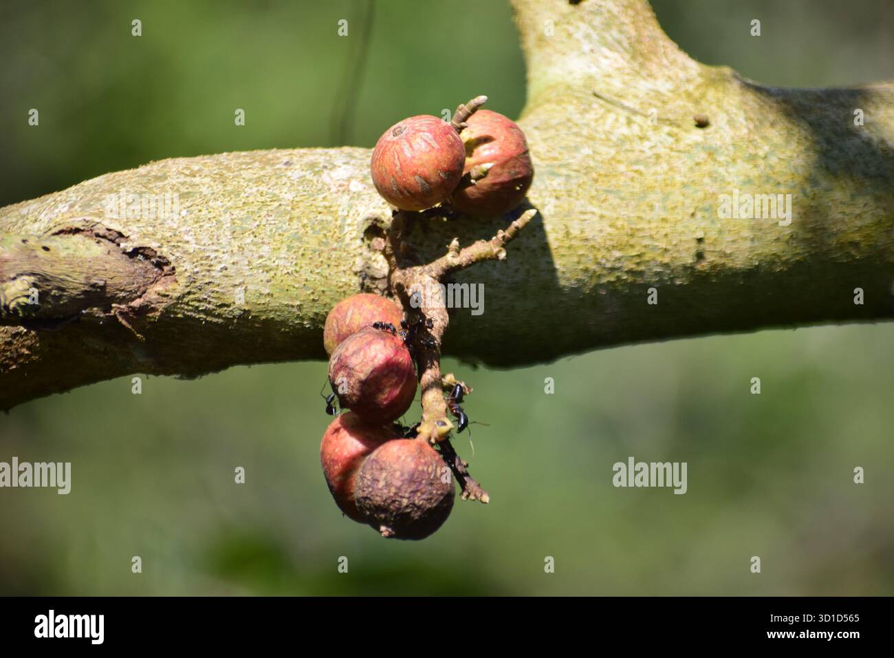 Ficus racemosa - Sternenfigur oder Ringfeige, ein heiliger und medizinischer Baum der Natur Stockfoto