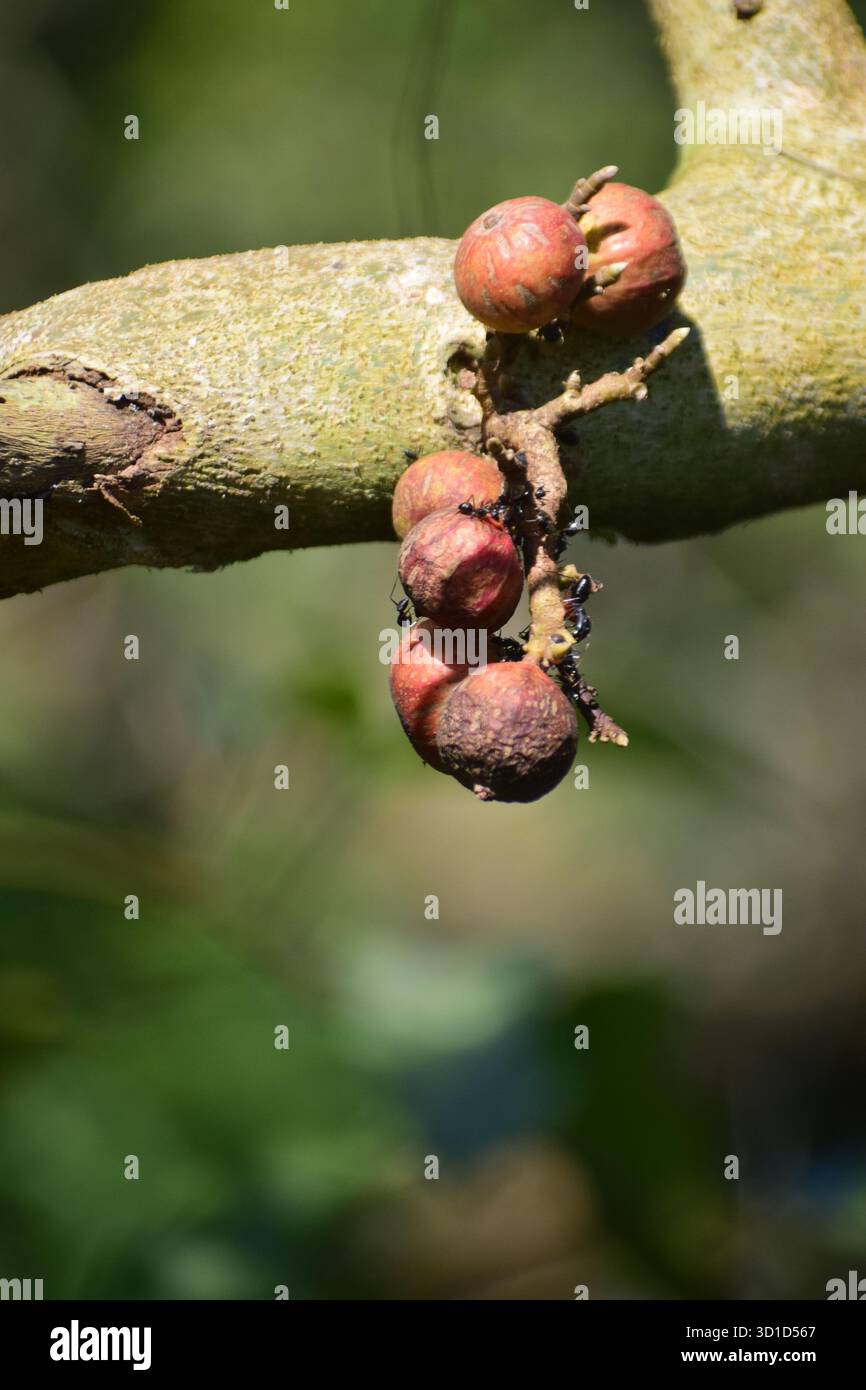 Ficus racemosa - Sternenfigur oder Ringfeige, ein heiliger und medizinischer Baum der Natur Stockfoto