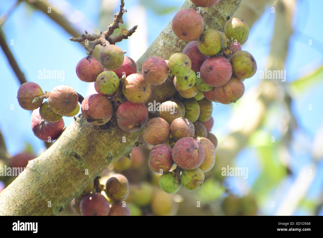 Ficus racemosa - Sternenfigur oder Ringfeige, ein heiliger und medizinischer Baum der Natur Stockfoto