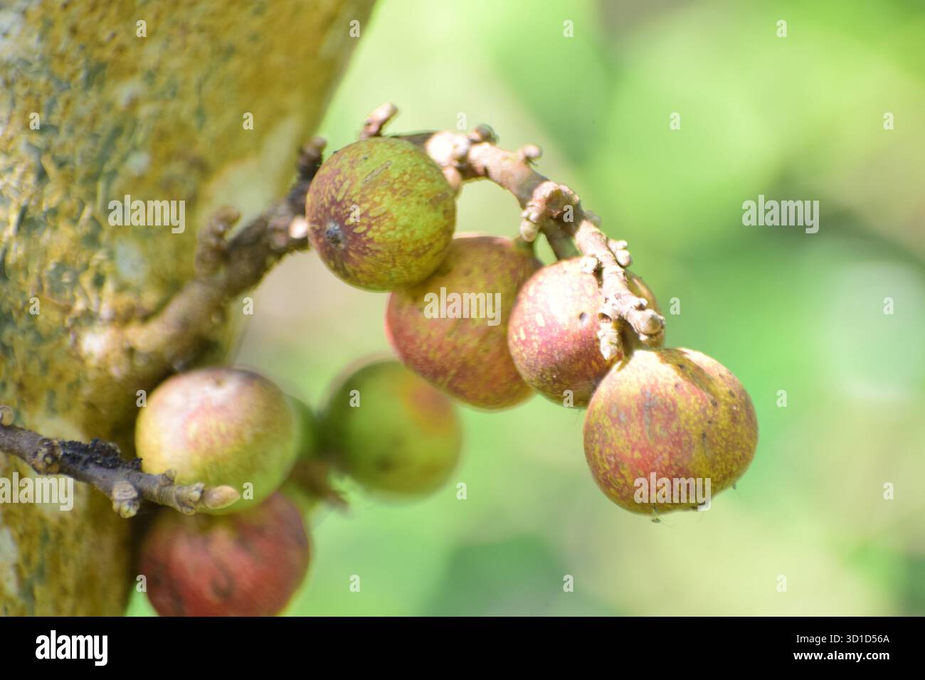 Ficus racemosa - Sternenfigur oder Ringfeige, ein heiliger und medizinischer Baum der Natur Stockfoto