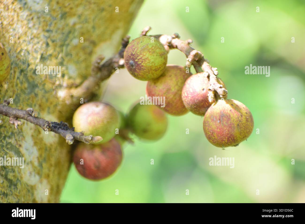 Ficus racemosa - Sternenfigur oder Ringfeige, ein heiliger und medizinischer Baum der Natur Stockfoto