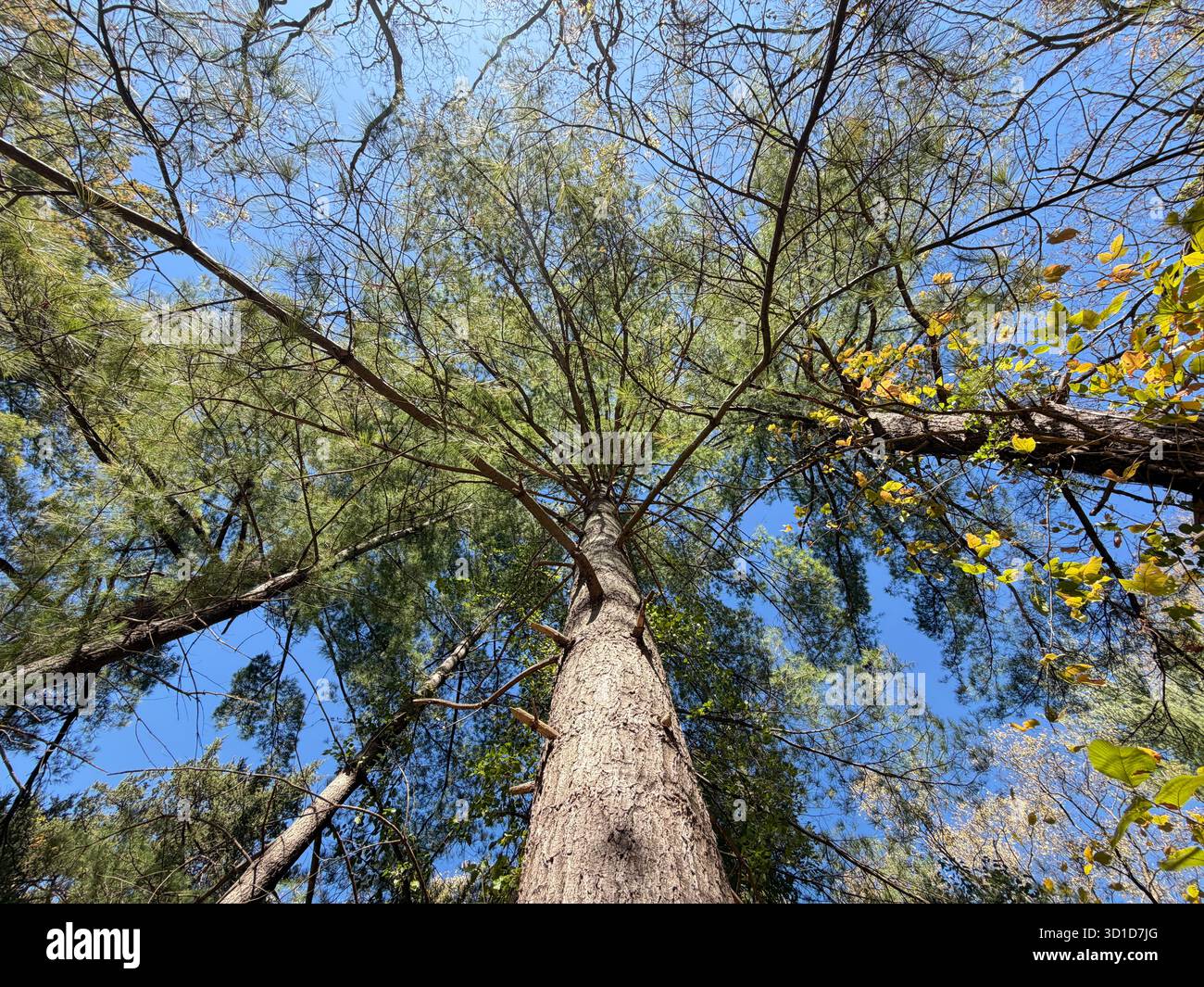Blick nach oben auf hohe Waldbäume, die sich in Richtung eines hellblauen Himmels erheben und die Schönheit der Natur, des Wachstums und der Ruhe in einem friedlichen Waldgebiet einfangen Stockfoto