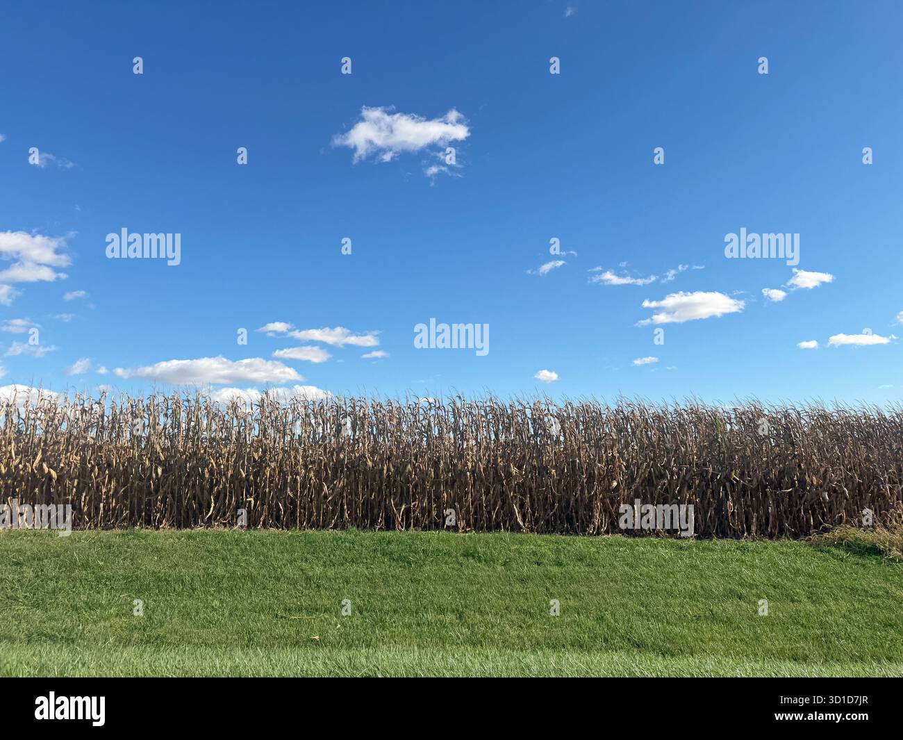 Weitwinkelansicht eines getrockneten Maisfeldes unter einem leuchtend blauen Himmel mit verstreuten Wolken, die die ländliche Landschaft des Mittleren Westens und die Einfachheit der Erntezeit einfangen. - Smartphone-aufgenommenes Stockfoto