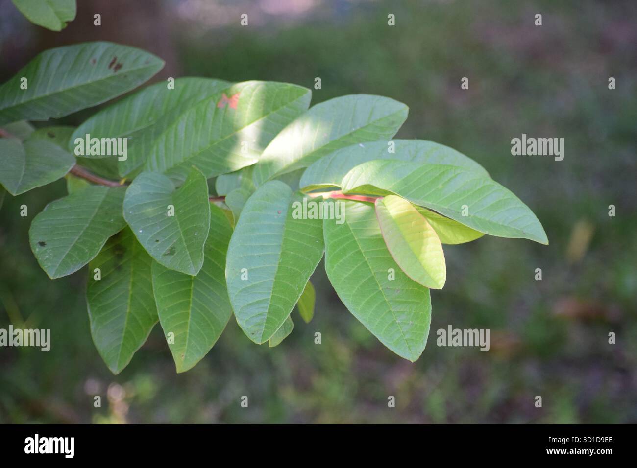 Guava Leaf - natürliches Mittel und tropisches Laub von Psidium Guajava Stockfoto