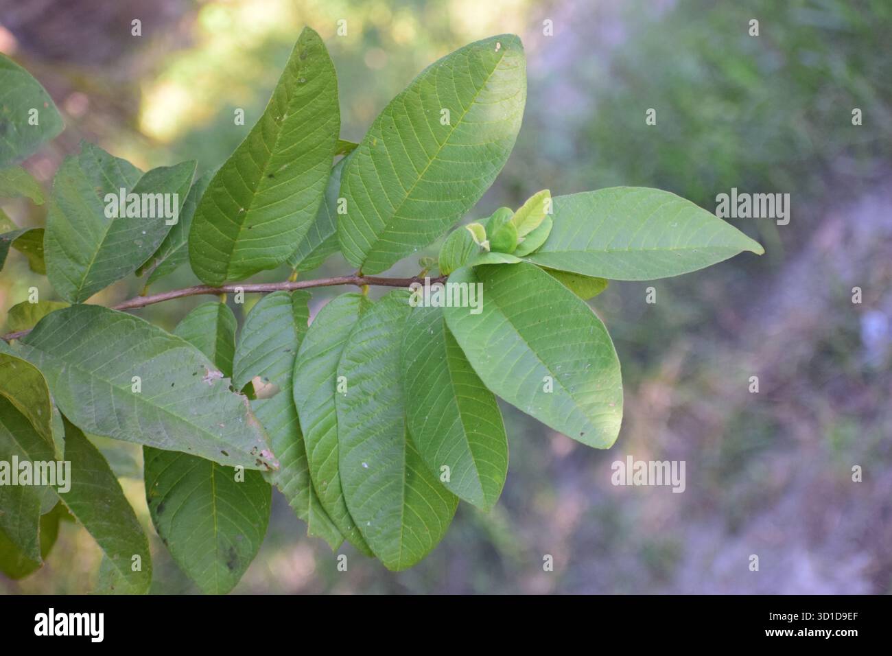 Guava Leaf - natürliches Mittel und tropisches Laub von Psidium Guajava Stockfoto