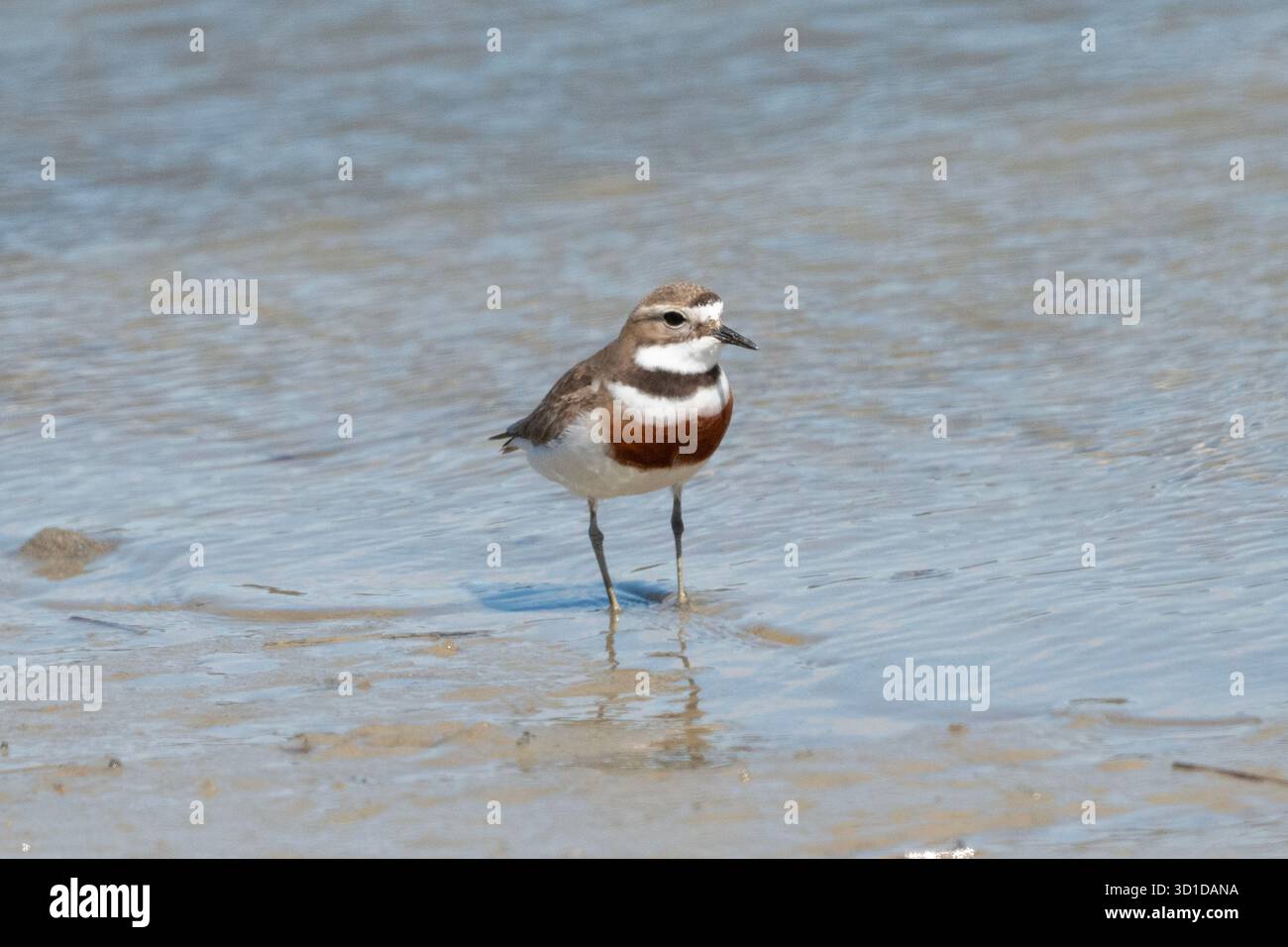 Banded Dotterel, Anarhynchus bicinctus, im Wasser, als nahe bedroht eingestuft, endemisch in Neuseeland, Motueka Sandspit, bei Nelson, Südinsel, Stockfoto