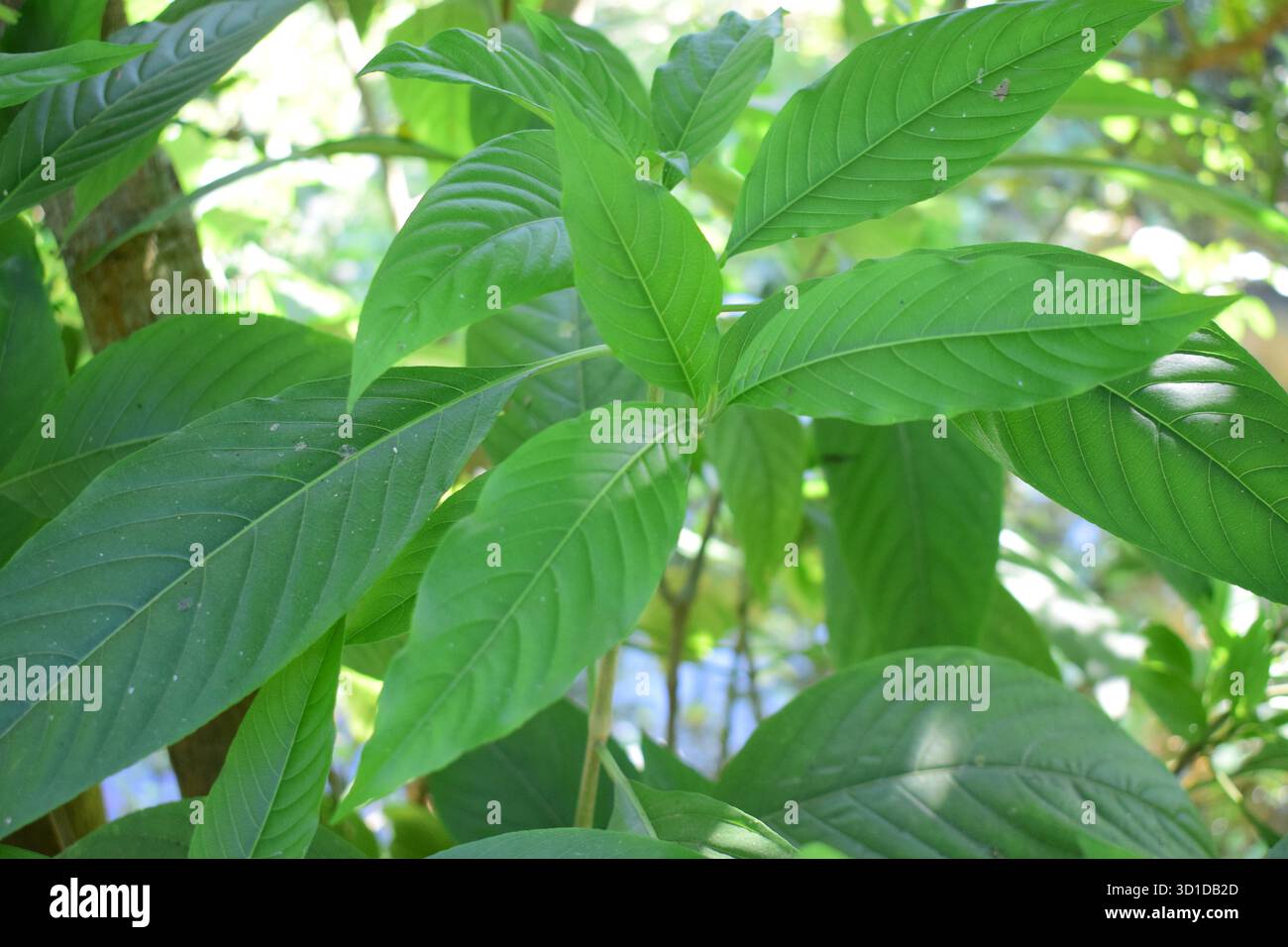 Justicia adhatoda - Malabar Nuss (Vasaka), eine mächtige Heilpflanze Stockfoto
