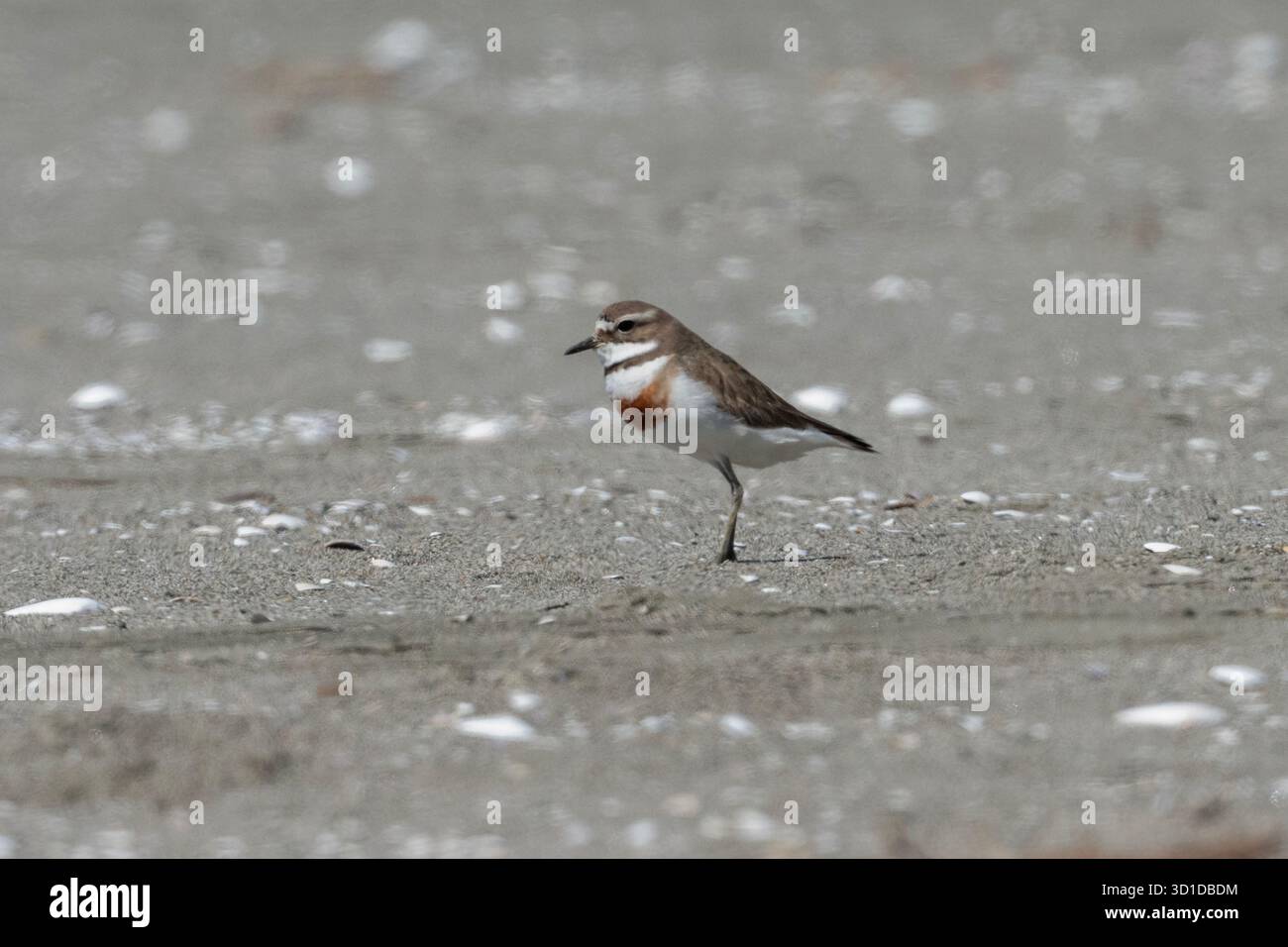 Banded Dotterel, Anarhynchus bicinctus, als beinahe bedroht eingestuft, endemisch in Neuseeland, Motueka Sandspit, nahe Nelson, South Island, Neuseeland Stockfoto