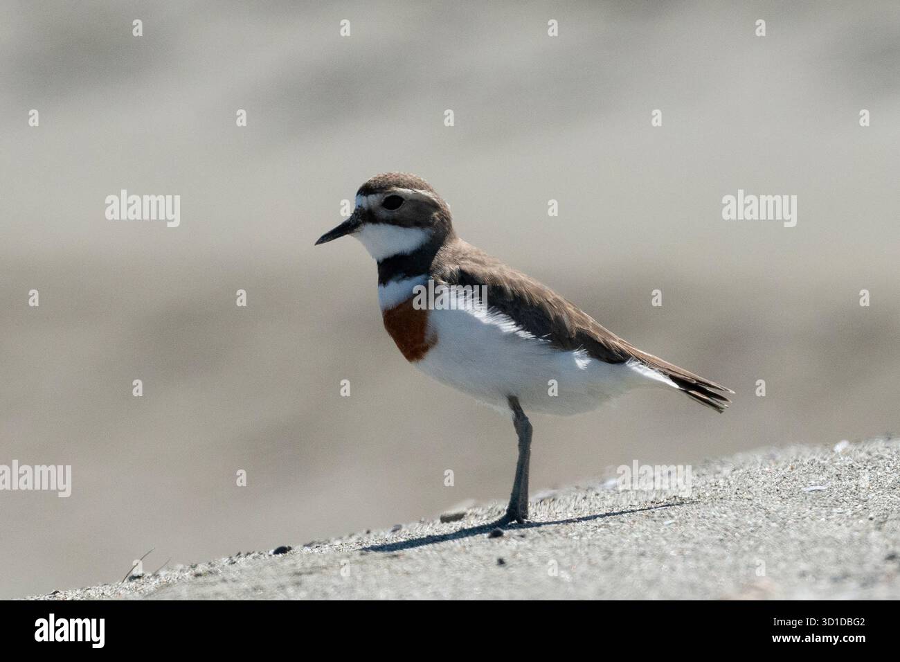 Banded Dotterel, Anarhynchus bicinctus, als beinahe bedroht eingestuft, endemisch in Neuseeland, Motueka Sandspit, nahe Nelson, South Island, Neuseeland Stockfoto