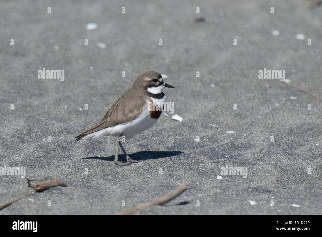 Banded Dotterel, Anarhynchus bicinctus, als beinahe bedroht eingestuft, endemisch in Neuseeland, Motueka Sandspit, nahe Nelson, South Island, Neuseeland Stockfoto