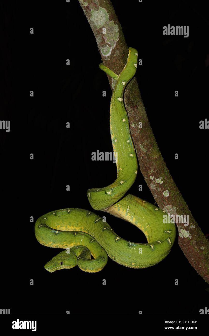 Corallus batesii – Smaragdbaumboa, die nachts am Zweig hängt, Manu Biosphärenreservat, Peru Stockfoto