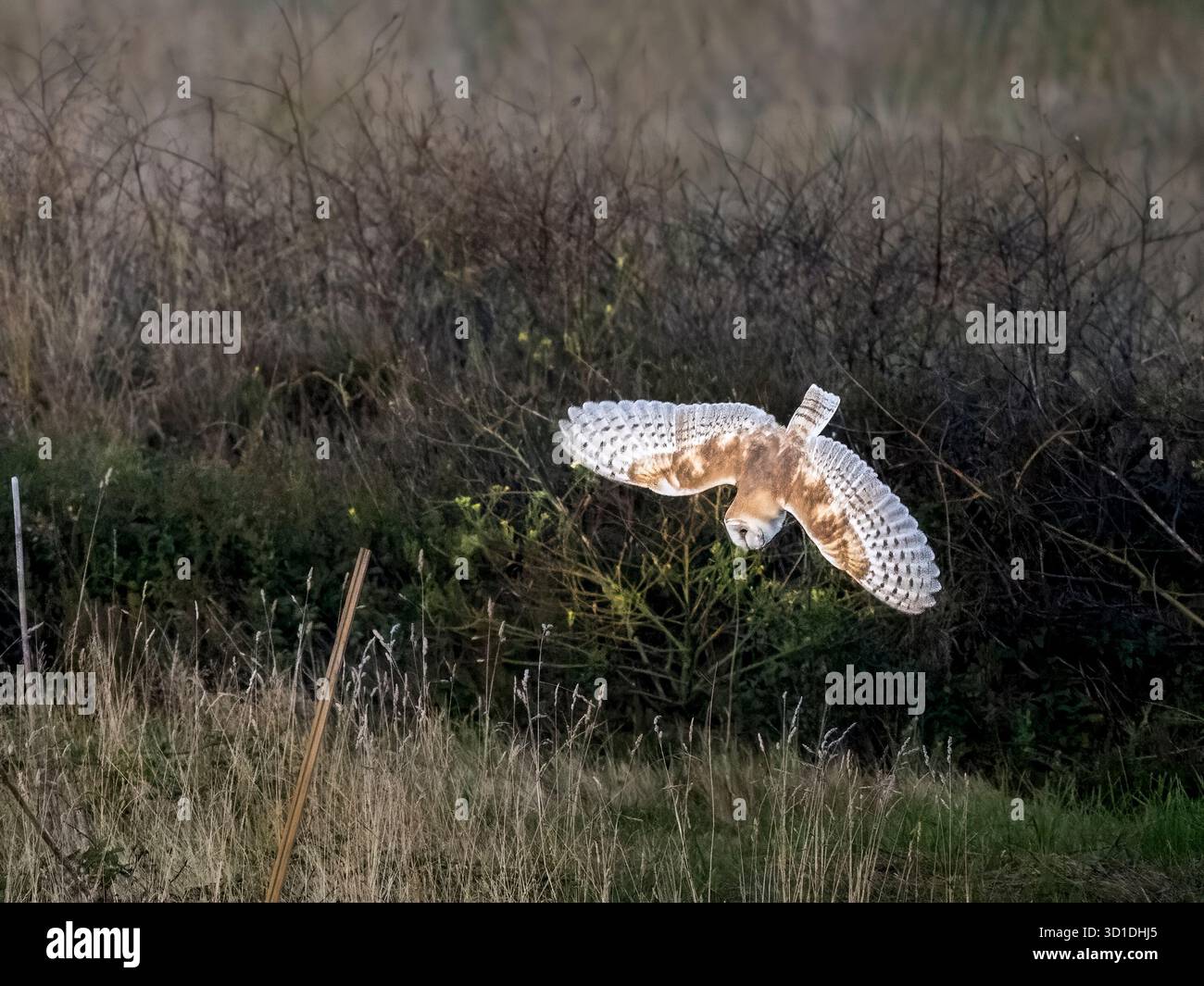 Scheuneneulenjagd Tauchen tun, um sein Gebet zu fangen Stockfoto