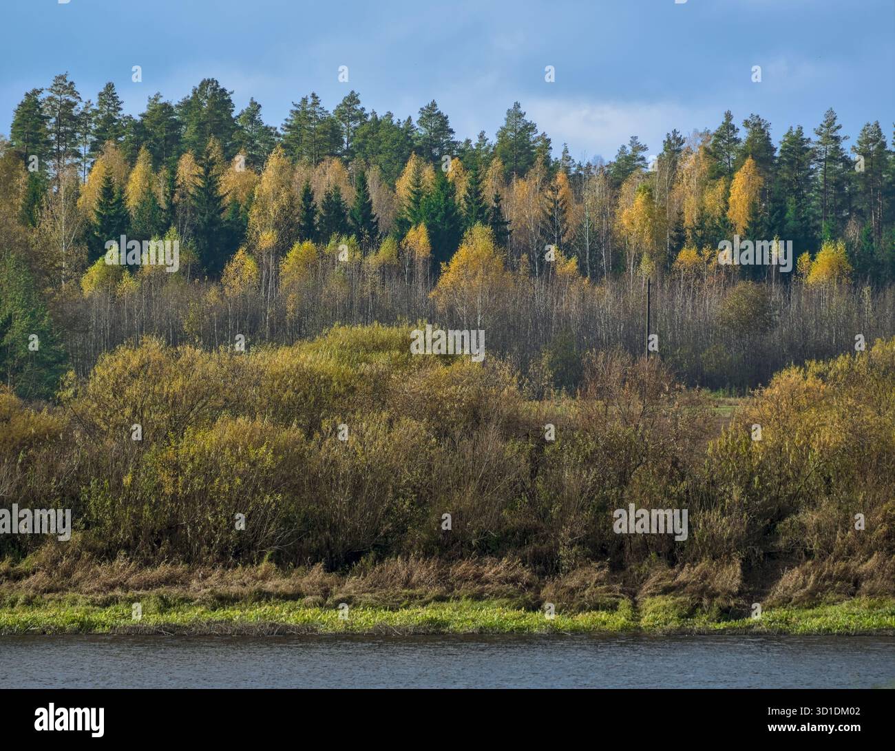 Gelbe und grüne Herbstbäume gemischt in Waldlandschaft Stockfoto