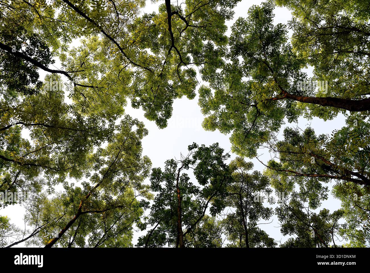 Üppige Aussicht auf grüne Baumwipfel vor hellem Himmel Stockfoto