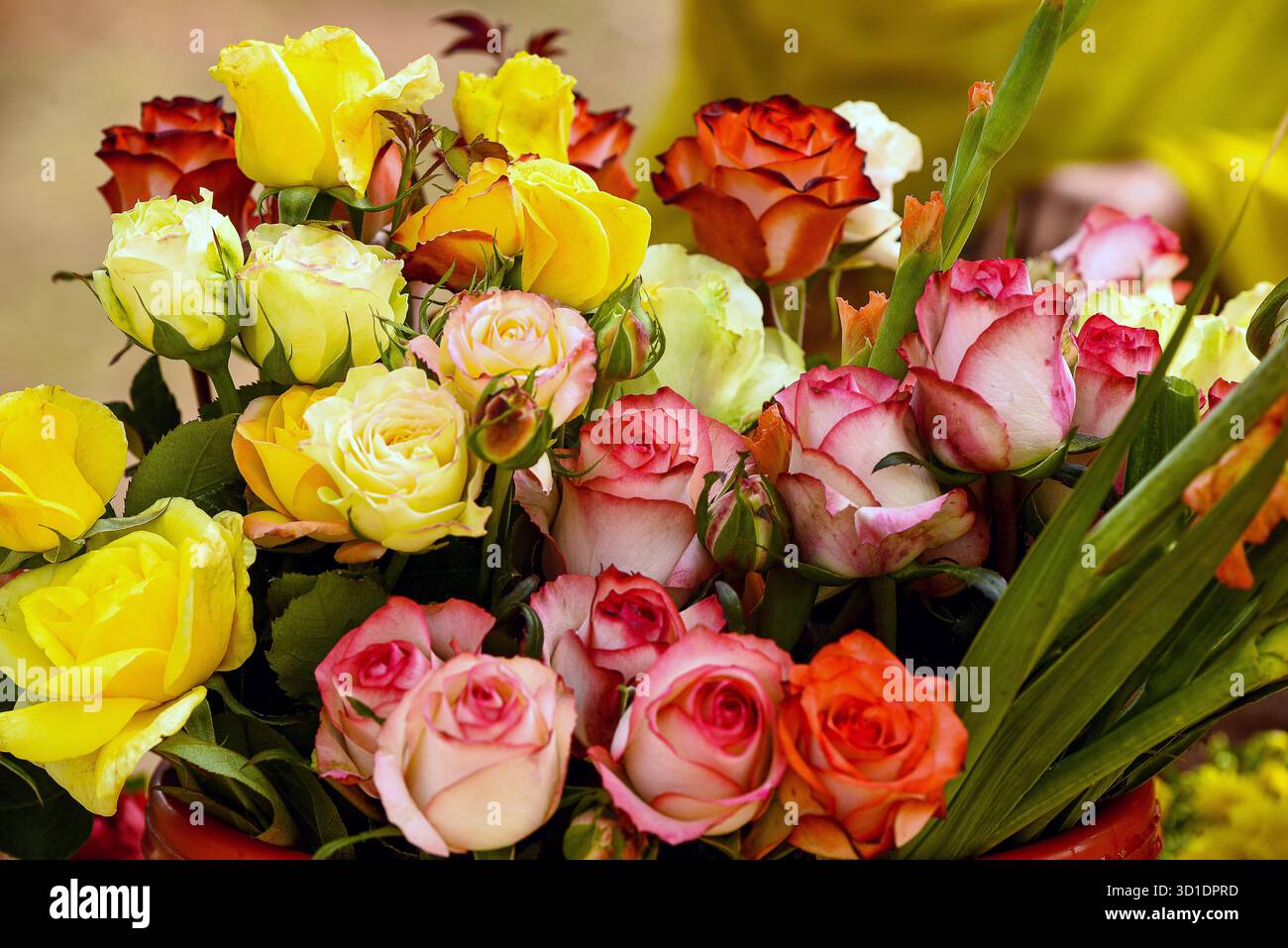 Lebhafter Blumenstrauß farbenfroher Rosen in voller Blüte mit Grün Stockfoto