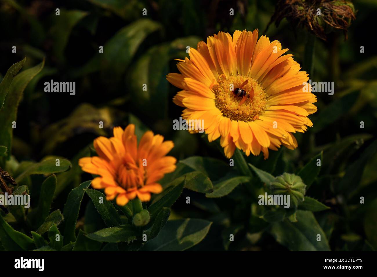 Leuchtend orange Blume mit Biene im sonnendurchfluteten Garten – Nahaufnahme der blühenden Blüte Stockfoto