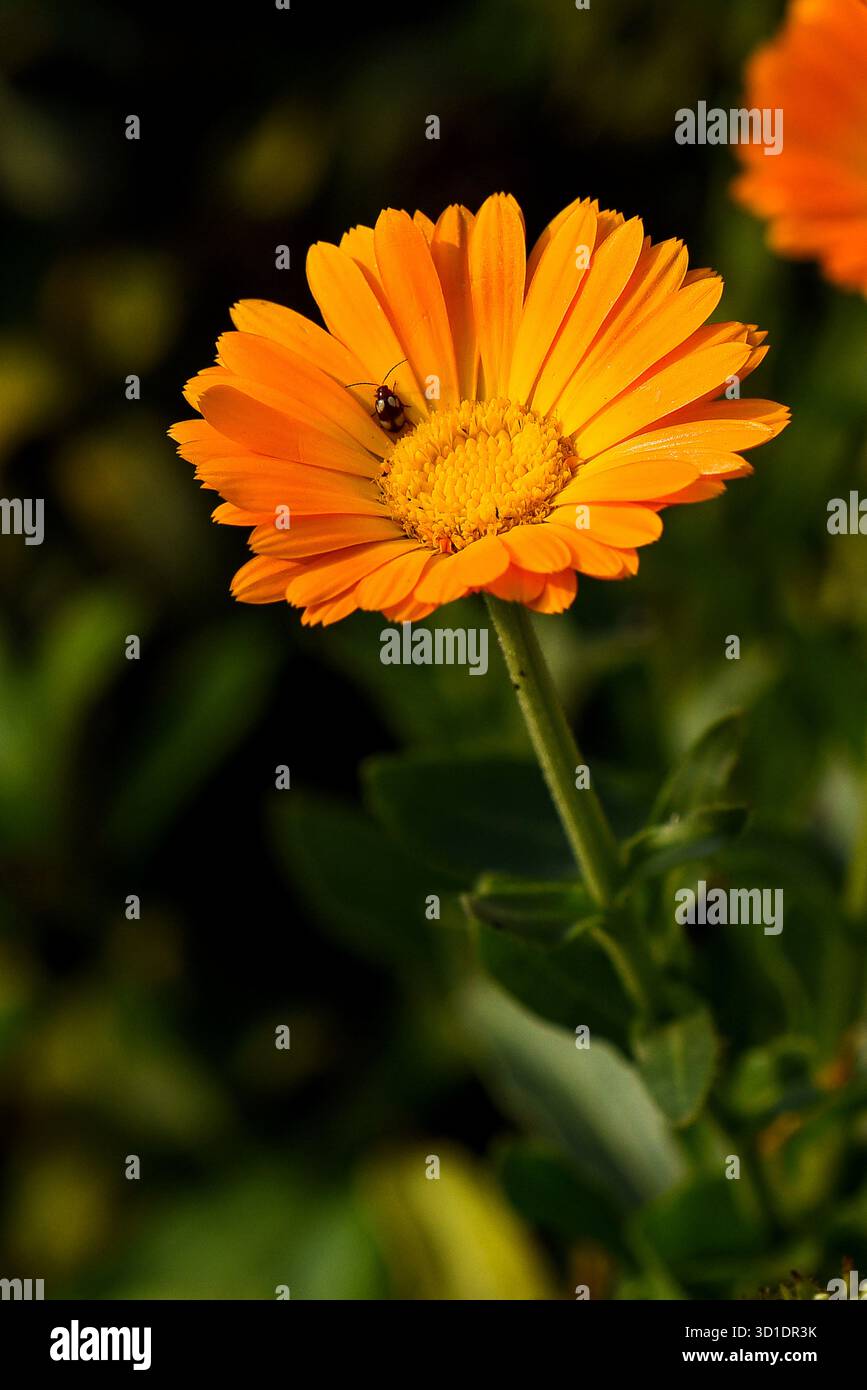 Leuchtend orange Blume mit Biene im sonnendurchfluteten Garten – Nahaufnahme der blühenden Blüte Stockfoto