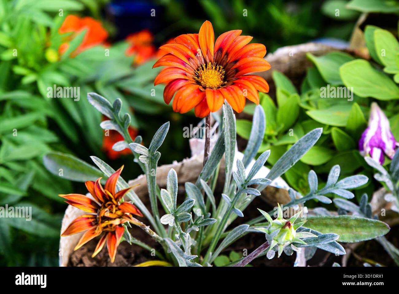 Helle Orange Gerbera Gänseblümchen Blumen inmitten üppiger Grünflächen in einer Gartenanlage Stockfoto