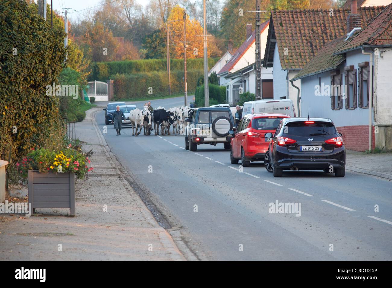 Blangy-sur-Ternoise, Hauts de France, Frankreich-Oktober 31 2024: Melkzeit: Kühe werden entlang der Dorfstraße bewegt, was den Verkehr zum Stillstand bringt. Stockfoto