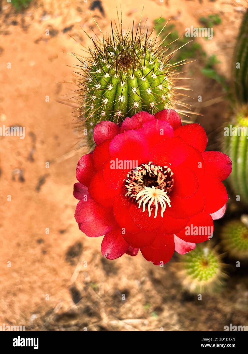 Rot blhender kaktus -Fotos und -Bildmaterial in hoher Auflsung  Alamy