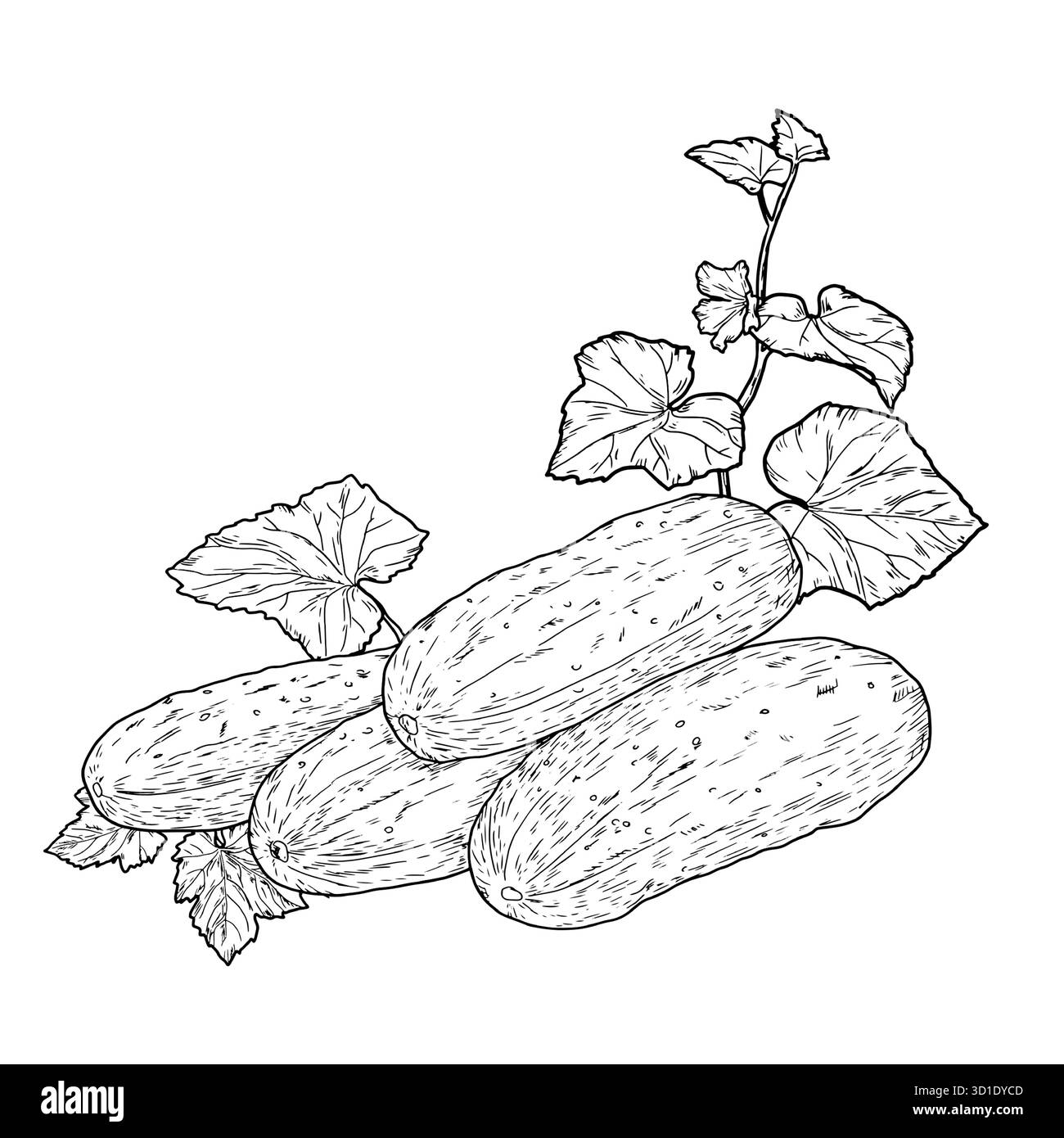 Reife Gurken und Blätter auf einem Zweig, handgezeichnete Skizze. Vektorabbildung. Frisches rustikales Gemüse, das Set ist isoliert auf weißem Hintergrund. Das c Stock Vektor