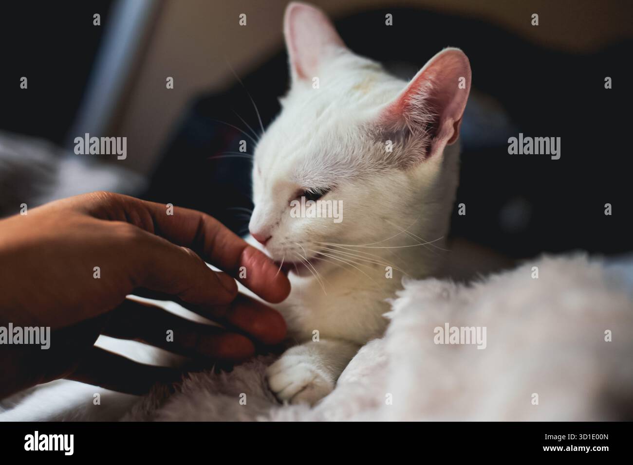 Zarte Nahaufnahme einer menschlichen Hand, die sanft eine weiße Katze in einer gemütlichen Innenumgebung berührt. Das Bild vermittelt Liebe, Vertrauen und emotionale Verbindung Stockfoto
