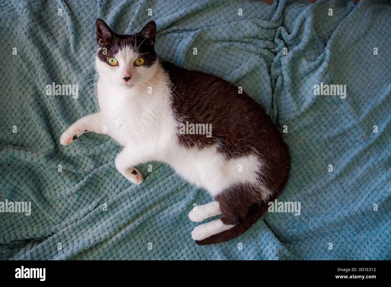 Porträt einer schwarz-weißen Katze mit schwarzem Punkt auf der Nase, der auf einer Decke liegt Stockfoto