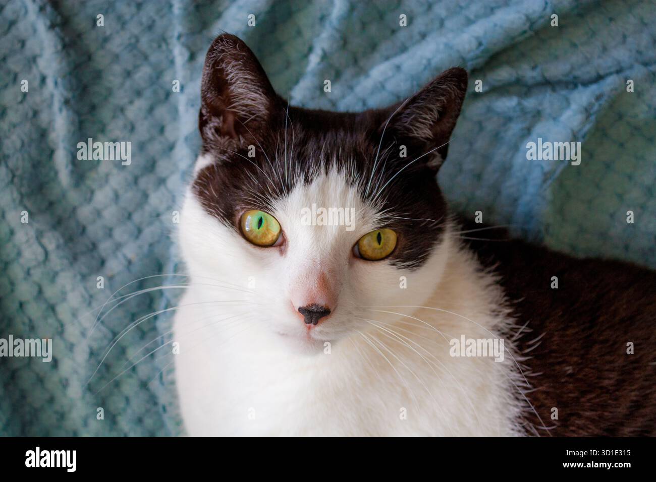Porträt einer schwarz-weißen Katze mit schwarzem Punkt auf der Nase, der auf einer Decke liegt Stockfoto