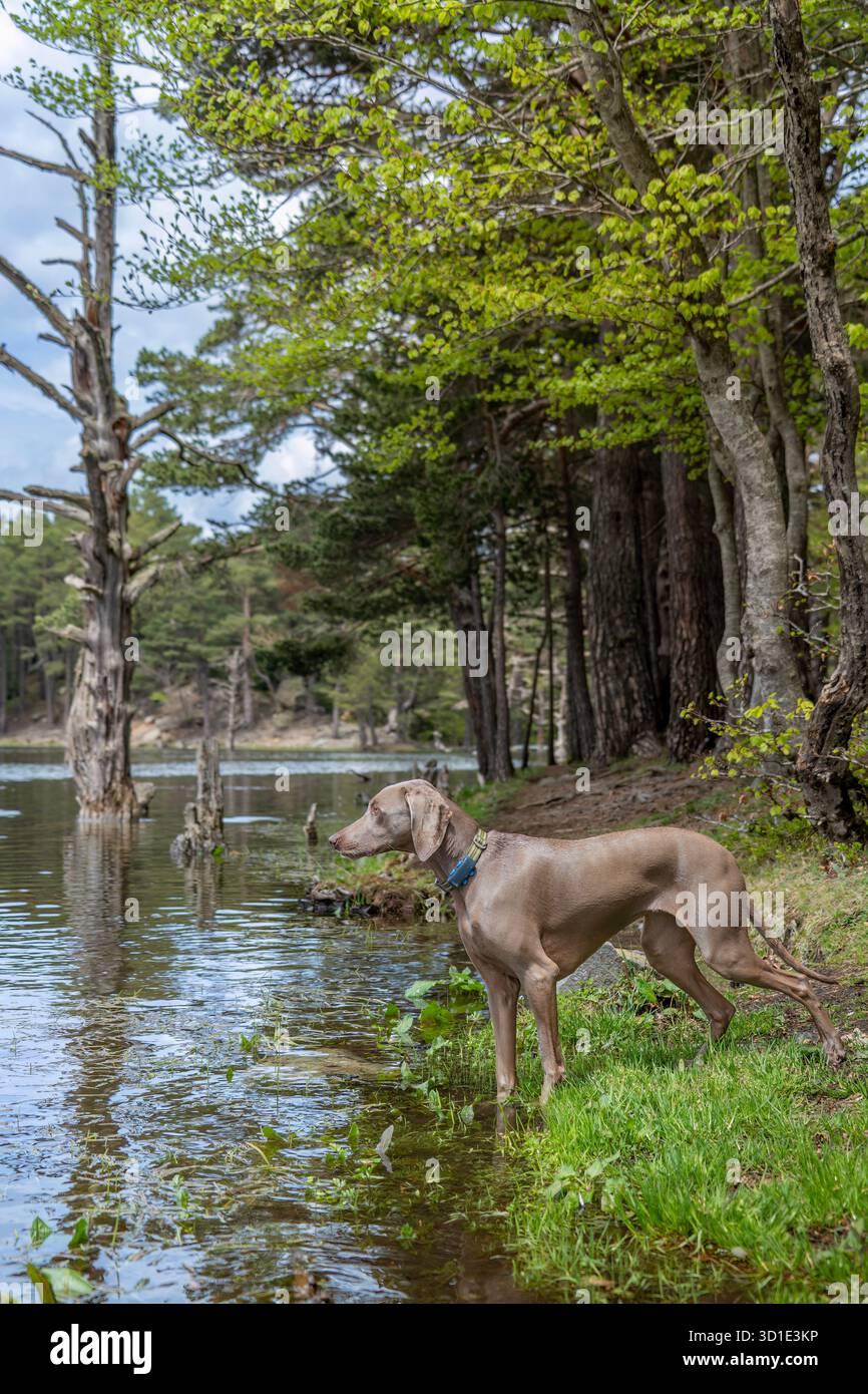 Weimaraner Hund am Water's Edge mit toten Bäumen im Hintergrund, Bassa d'Oles Mountain Lake, Aran Valley, Katalanische Pyrenäen, Spanien Stockfoto