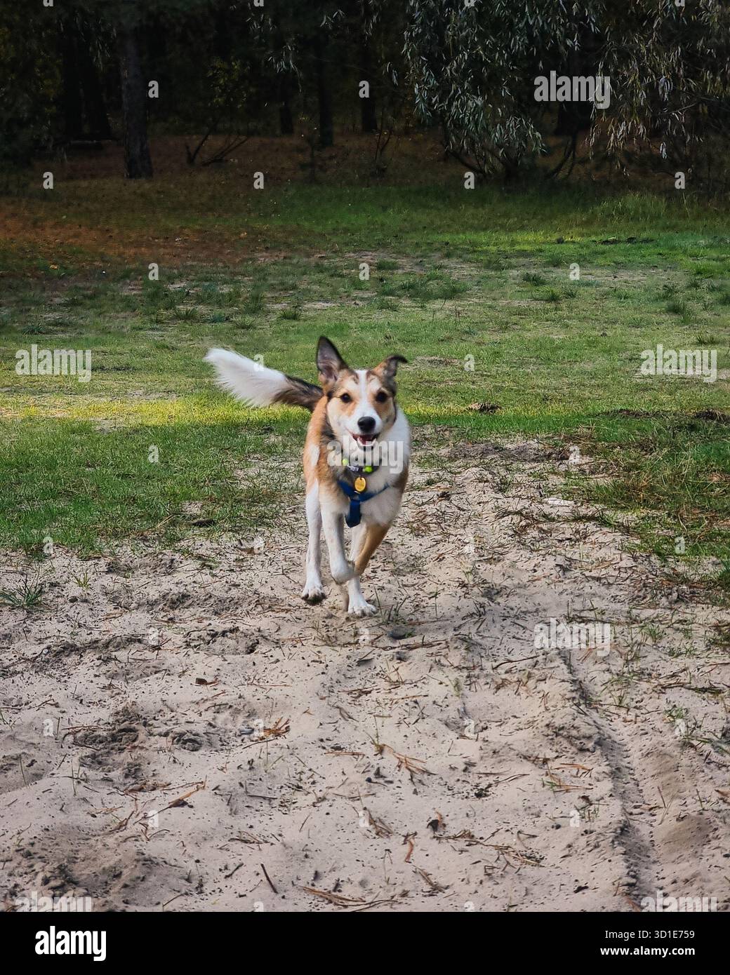 Hund läuft im Park. Hund, der über Sandgrube läuft und in Richtung Kamera läuft, grüne Bäume im Hintergrund. Stockfoto