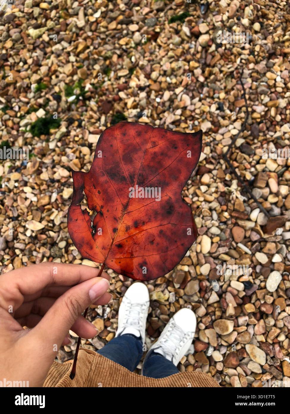 Ein rotes Herbstblatt in der Hand auf einem Kieselweg in Büyükada, Türkei, hält die Ruhe und Schönheit des Herbstes fest. Stockfoto