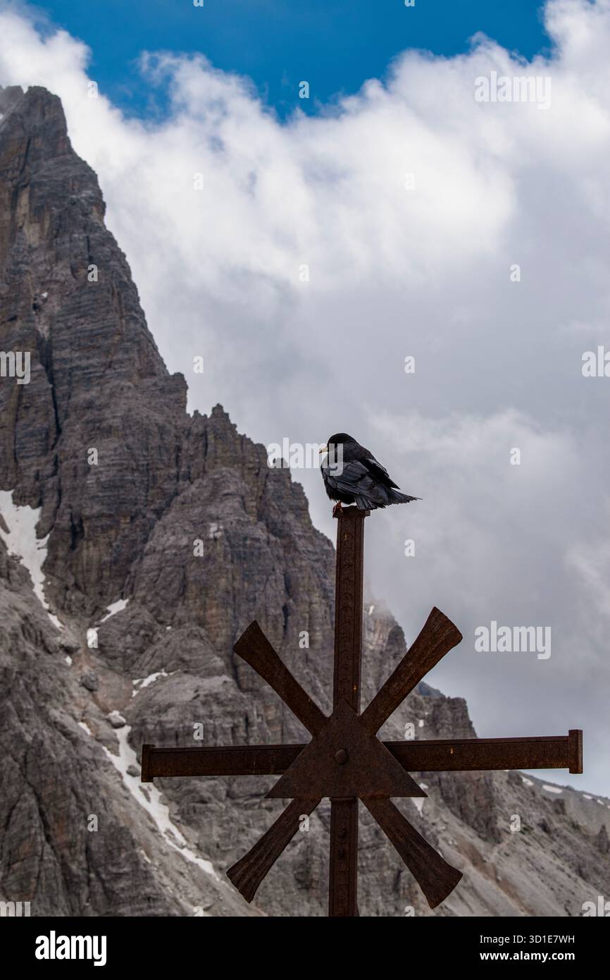 Italien: alpenkraut (Pyrrhocorax graculus), Hochgebirge, vor einem der drei Zinnen von Lavaredo, Alpengruppe Stockfoto