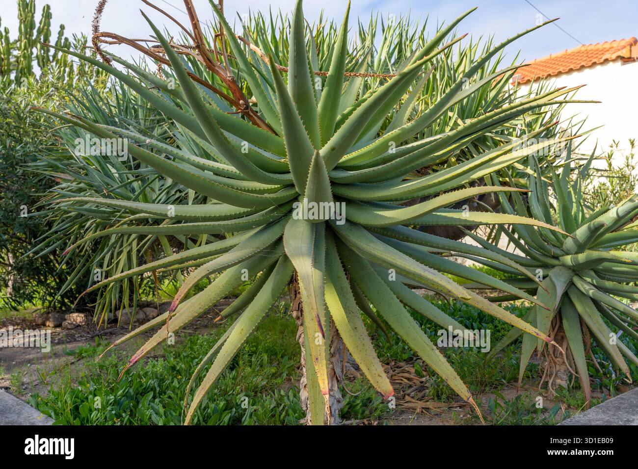 agave mediopicta alba Agave Americana 'Mediopicta Alba' – Stunning, Drought-Tolerant Succulent