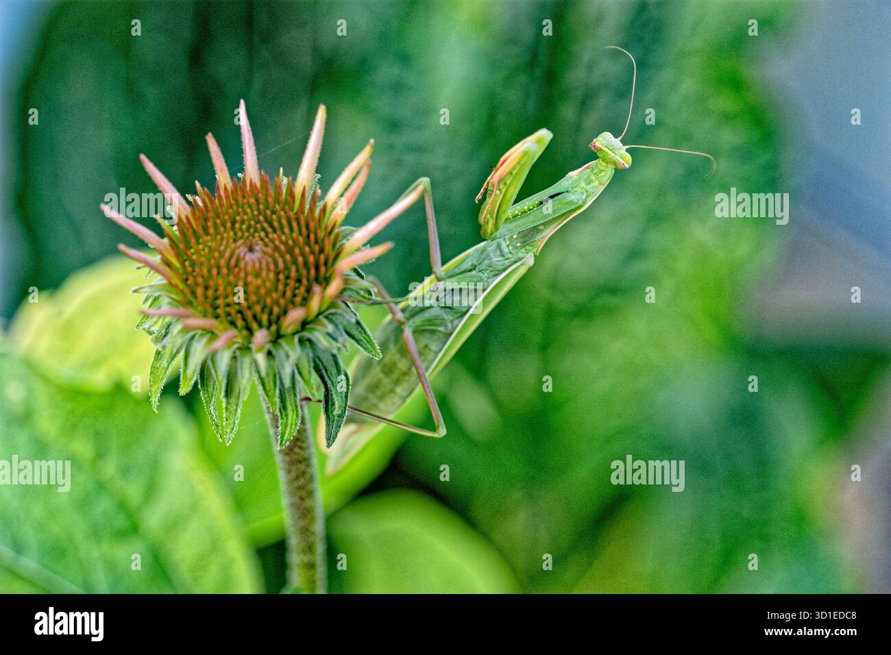 Europäische Greifmantis (Mantis religiosa), sitzend im Garten auf dem Blütenkopf des purpurnen Konflower, Deutschland, Hessen, Kelsterbach Stockfoto