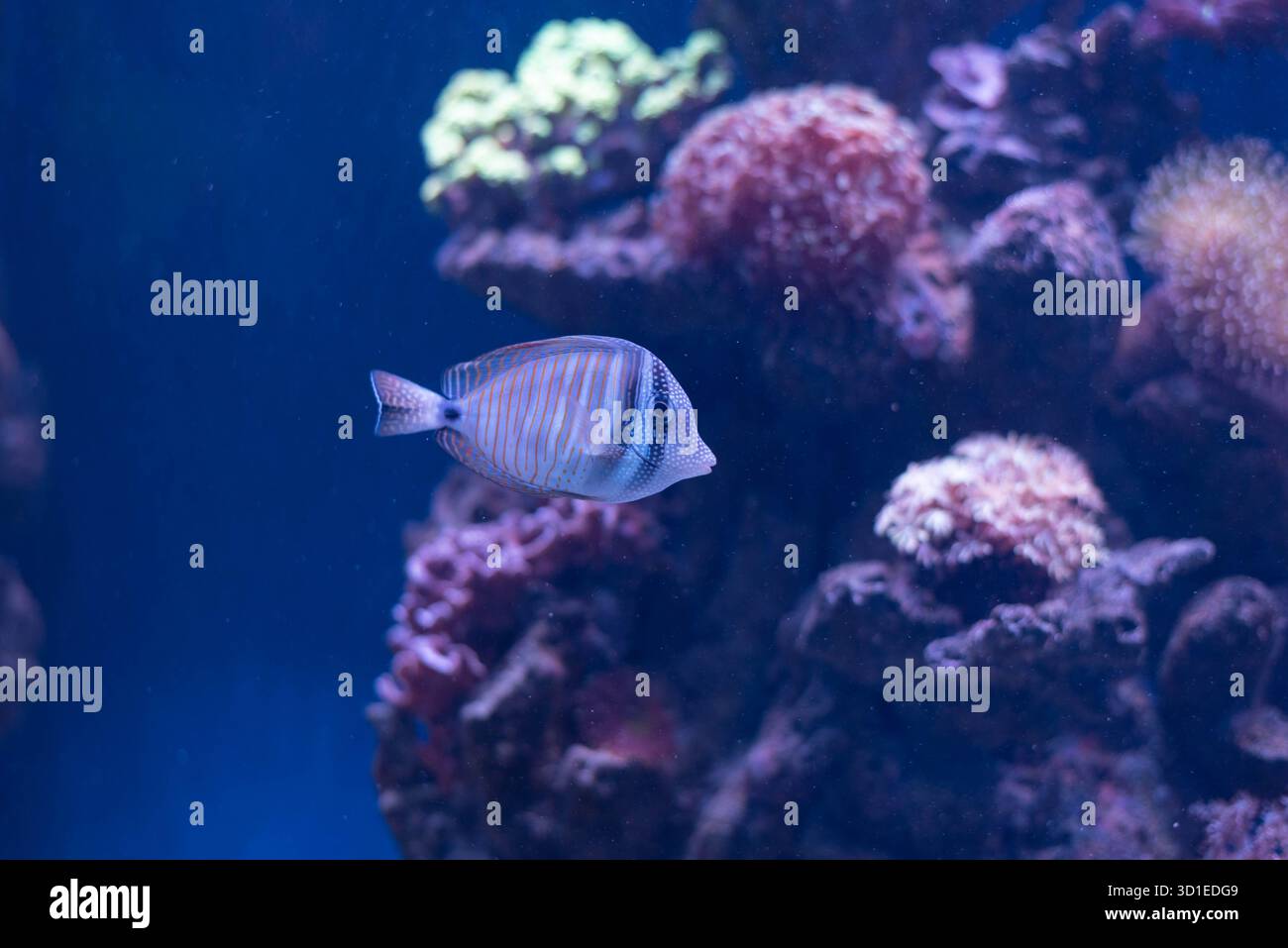 Schwalbenschwanz Chirurg - Zebrasoma velifer, Pacific Swallowtail Chirurg, Purple Swallowtail Chirurg oder Sailfin Chirurg Fisch ist ein Meeresrochenflossen Fisch b Stockfoto