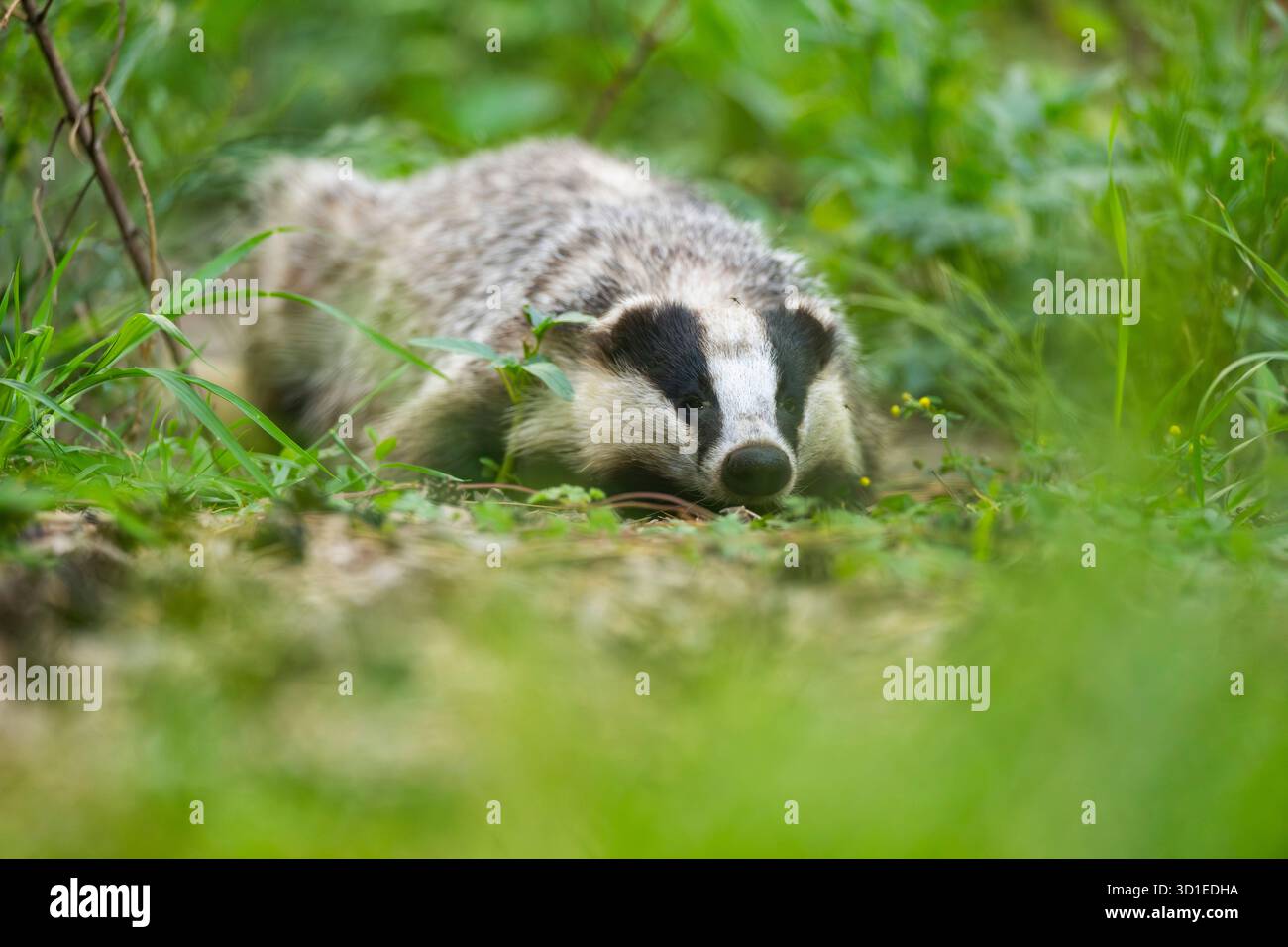 Alte Welt Dachs, Eurasischer Dachs (Meles meles), auf einem Weg auf einer Wiese liegend, Deutschland, Hessen Stockfoto