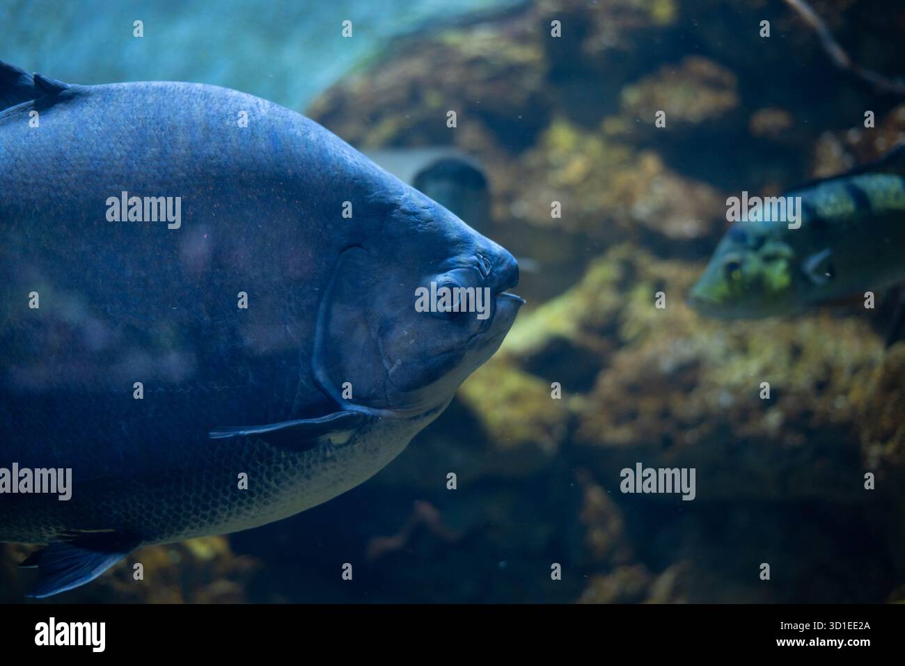 Colossoma macropomum ist eine Art von Süßwasser-Rochenflossen-Fischen aus der Unterfamilie Serrasalminae, der Familie Characidae, der einzigen Art der Gattung C Stockfoto