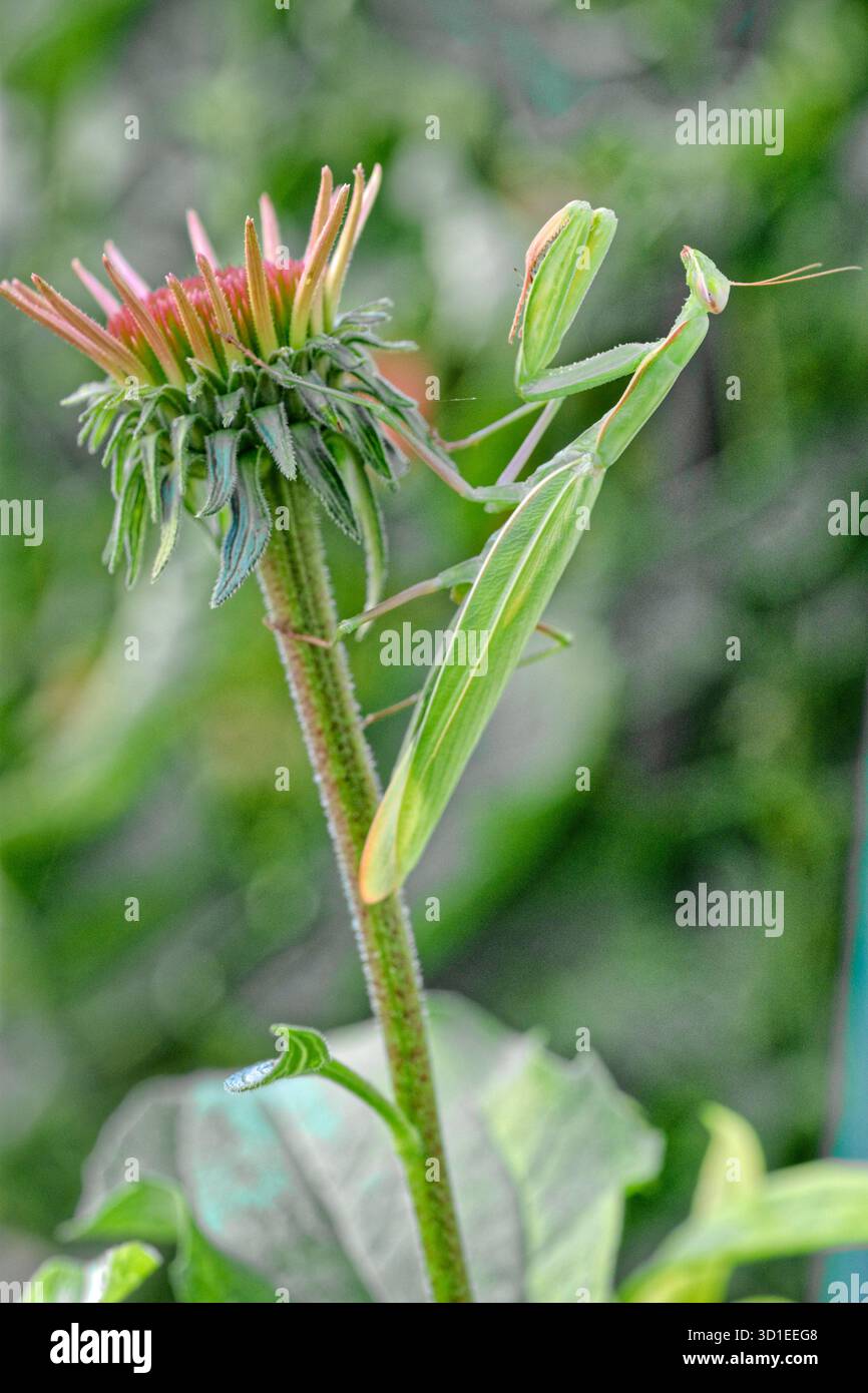 Europäische Greifmantis (Mantis religiosa), sitzend im Garten auf dem Blütenkopf des purpurnen Konflower, Deutschland, Hessen, Kelsterbach Stockfoto