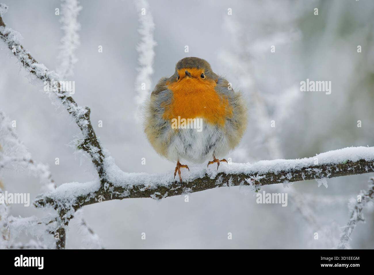 Europäischer robin (Erithacus rubecula), auf einem schneebedeckten Zweig, Deutschland, Bayern Stockfoto