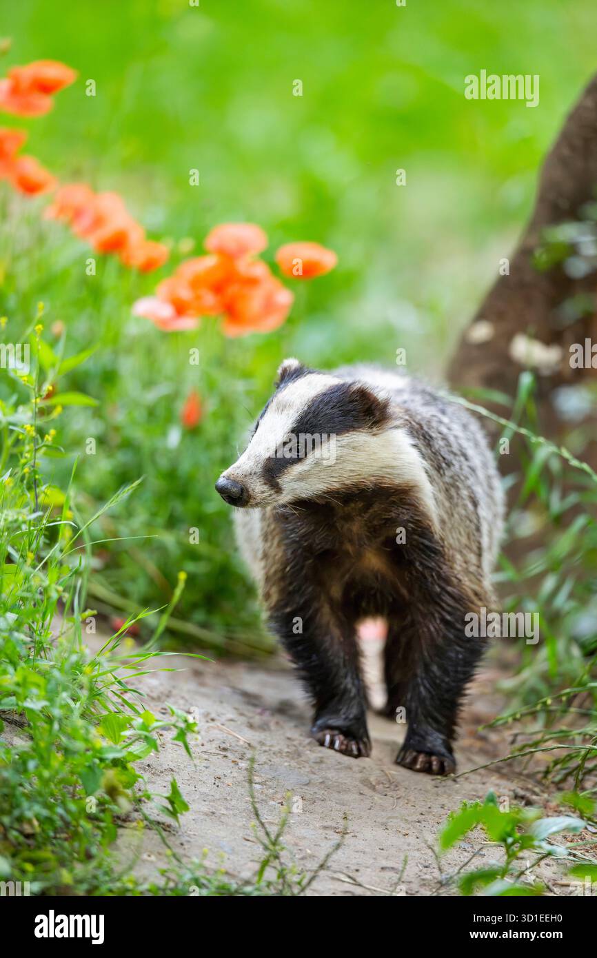 Alte Welt Dachs, Eurasischer Dachs, Europäischer Dachs (Meles meles), auf einem Weg stehend, Deutschland, Hessen Stockfoto