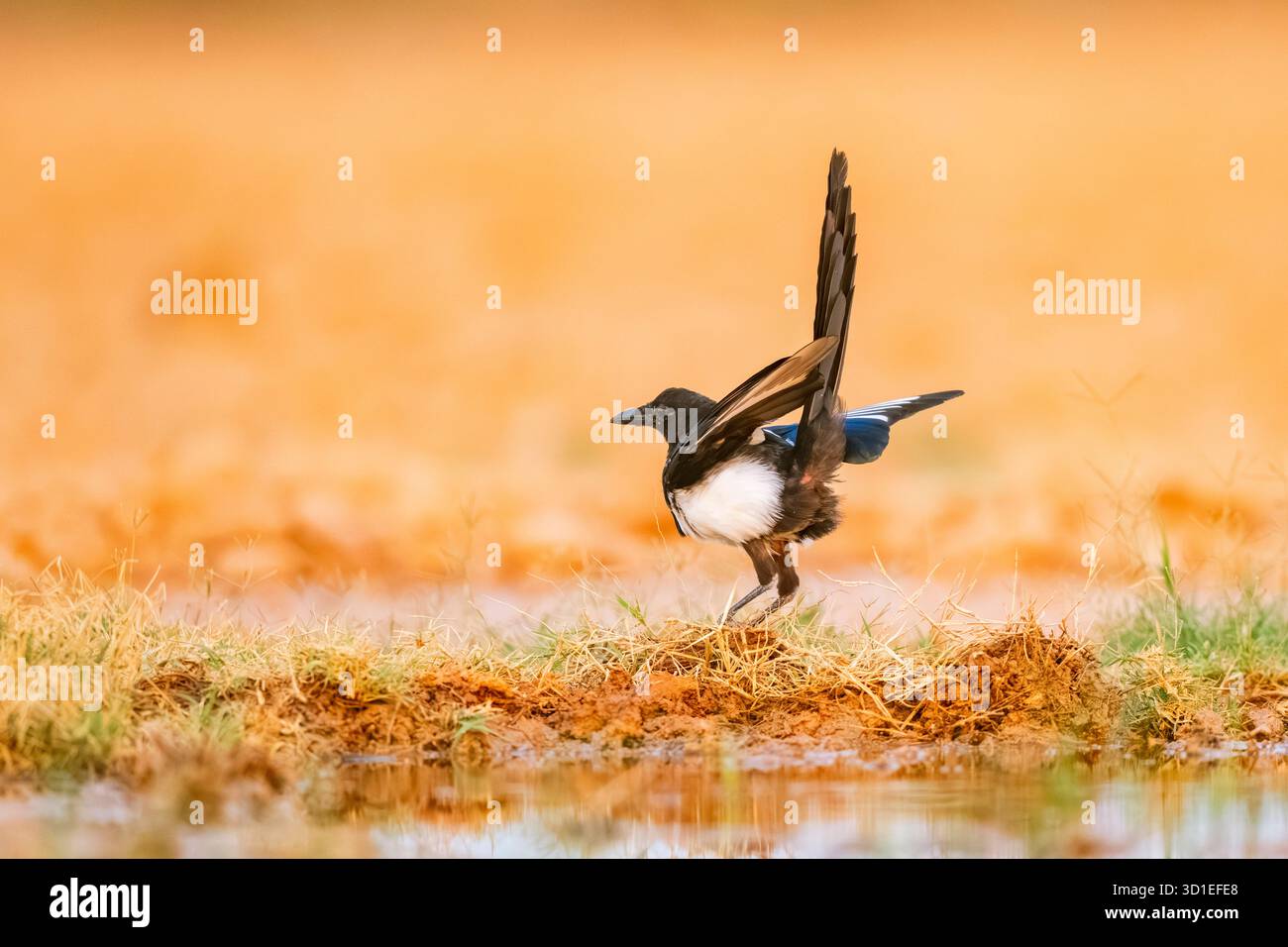 Eurasische Elster, gemeine Elster (Pica pica), stehend auf einem Feld mit ausgestreckten Flügeln und erhöhten Schwanzfedern, Spanien, Aragon, Belchite Stockfoto