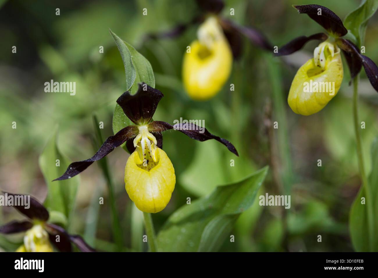 Damenschuh Orchidee (Cypripedium calceolus), blühend, Schweden, Gotland Stockfoto