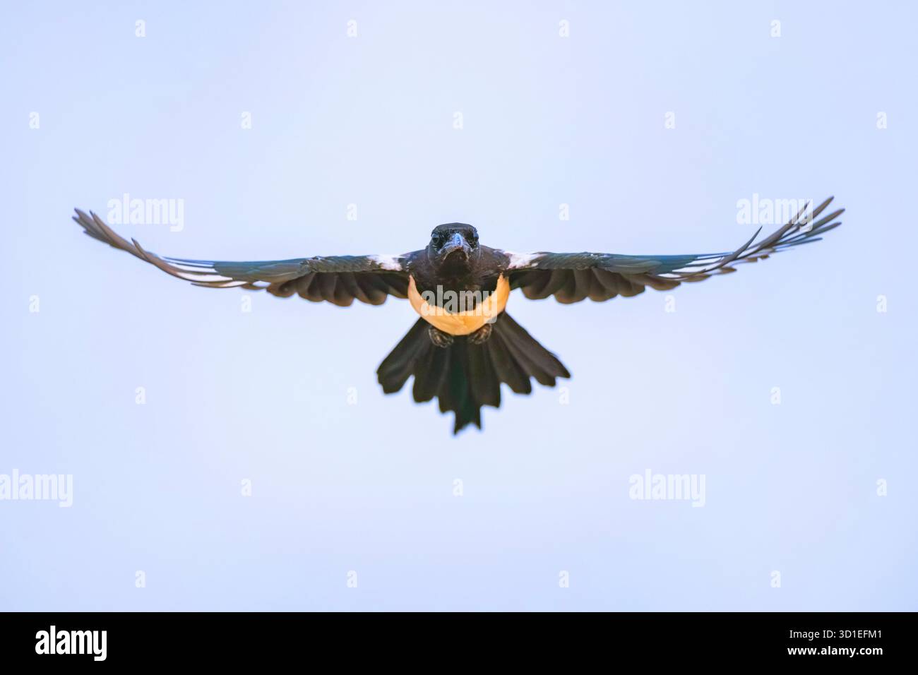Eurasische Elster, gemeine Elster (Pica pica), im Flug, Vorderansicht, Spanien, Aragon, Belchite Stockfoto