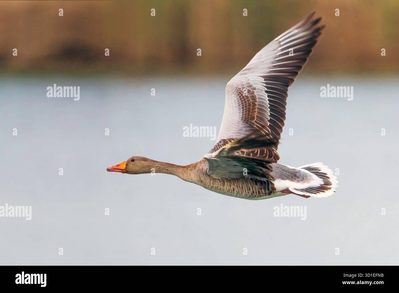 Graugans (Anser anser), im Flug, Seitenansicht, Italien, Toskana, Piana fiorentina; Stagno di Pere Stockfoto