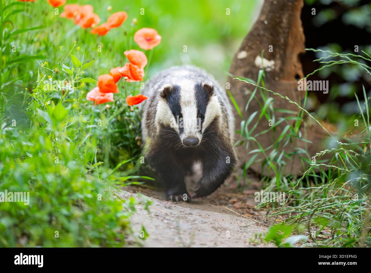 Alte Welt Dachs, Eurasischer Dachs, Europäischer Dachs (Meles meles), Wandern auf einem Weg, Deutschland, Hessen Stockfoto
